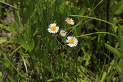 Erigeron tenuis
