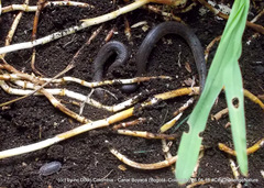 Atractus crassicaudatus