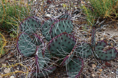 Opuntia azurea