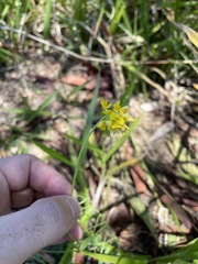 Listia bainesii