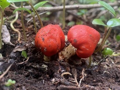 Leratiomyces erythrocephalus