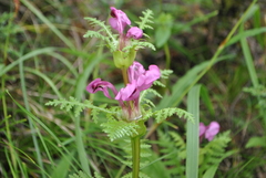 Pedicularis cyathophylla