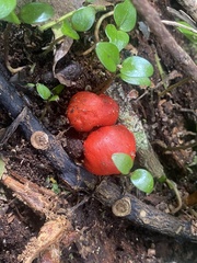 Leratiomyces erythrocephalus