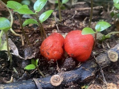 Leratiomyces erythrocephalus