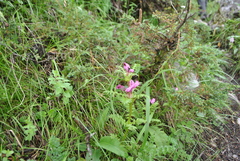 Pedicularis cyathophylla