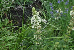 Pedicularis kansuensis