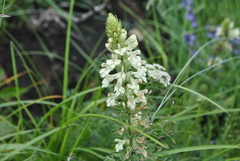 Pedicularis kansuensis