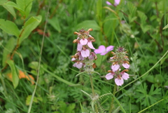 Pedicularis densispica