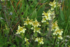 Pedicularis polyodonta