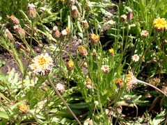 Microseris laciniata