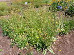 Microseris laciniata