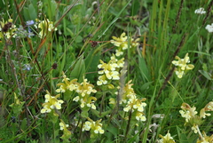 Pedicularis polyodonta