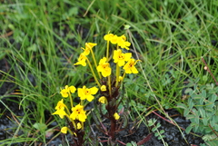 Pedicularis longiflora