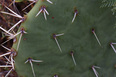 Opuntia rastrera