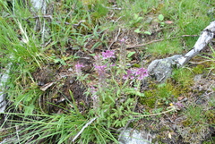 Pedicularis verticillata