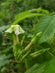 Mesechites trifidus