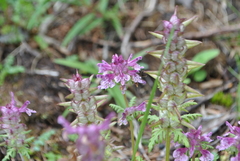 Pedicularis verticillata