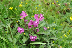 Pedicularis siphonantha