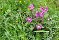Pedicularis siphonantha