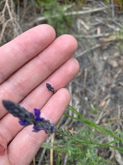 Comesperma calymega