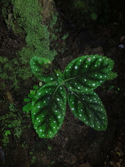 Gloxinia erinoides