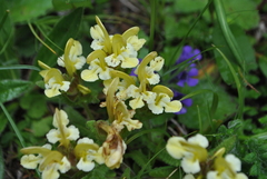 Pedicularis polyodonta