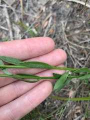 Comesperma calymega
