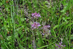 Pedicularis verticillata