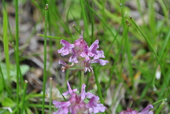 Pedicularis verticillata