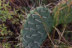 Opuntia rastrera