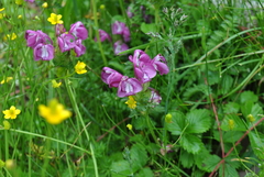Pedicularis rhinanthoides