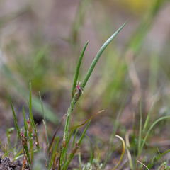 Centrolepis aristata