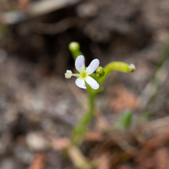 Stylidium despectum