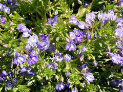 Downingia elegans