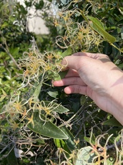 Clematis meyeniana
