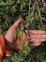 Bursera bipinnata