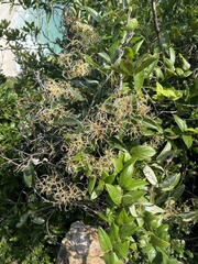 Clematis meyeniana
