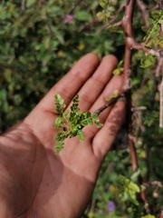 Bursera bipinnata