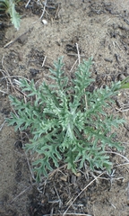 Lessingia germanorum