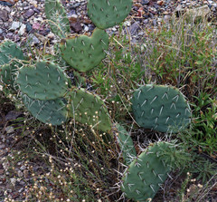Opuntia rastrera
