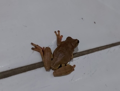 Dendropsophus anceps