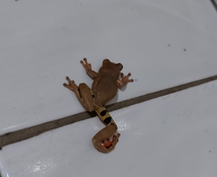 Dendropsophus anceps