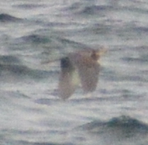 Egretta tricolor image