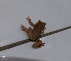 Dendropsophus anceps