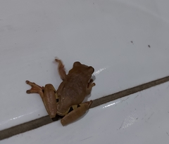 Dendropsophus anceps