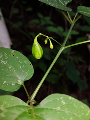 Solanum allophyllum