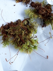 Mniodendron colensoi