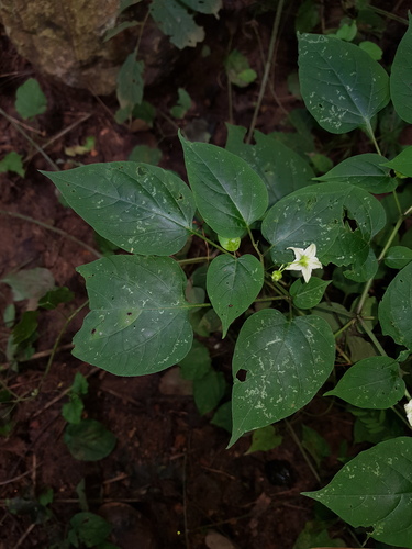 Solanum allophyllum image