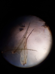 Mniodendron colensoi