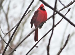Cardinalis cardinalis